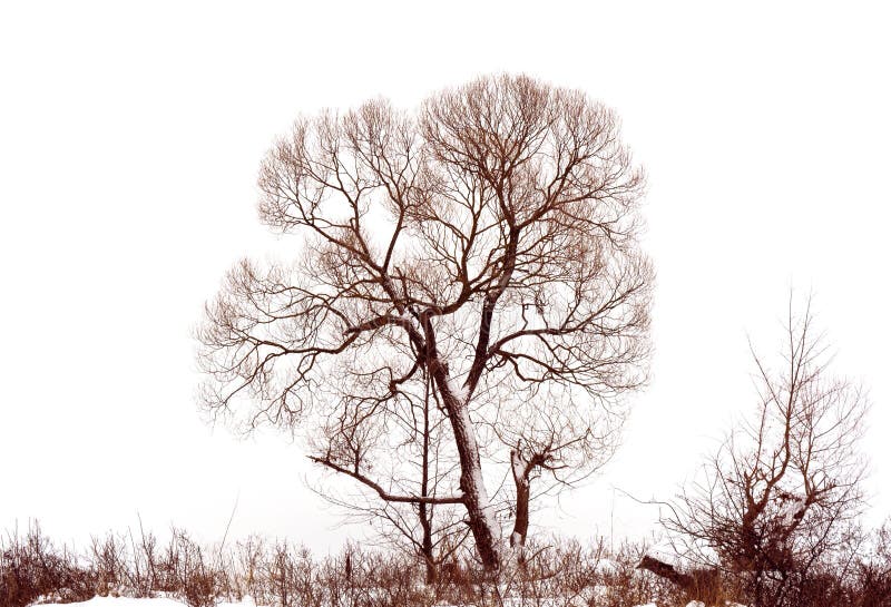 Foto del árbol del invierno con el campo cubierto por la nieve aislada en el fondo blanco fotografía de archivo Foto del árbol del invierno con el campo cubierto por la nieve aislada en el fondo blanco fotografía de archivo