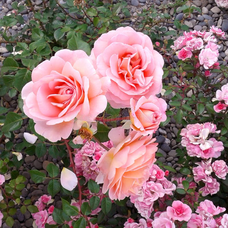 Foto della natura di estate dell'erba del giardino floreale della rosa di rosa fotografia stock Foto della natura di estate dell'erba del giardino floreale della rosa di rosa fotografia stock