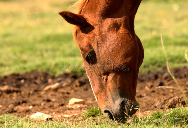 Foto della testa di un cavallo che pascola fotografie stock libere da diritti Foto della testa di un cavallo che pascola fotografie stock libere da diritti