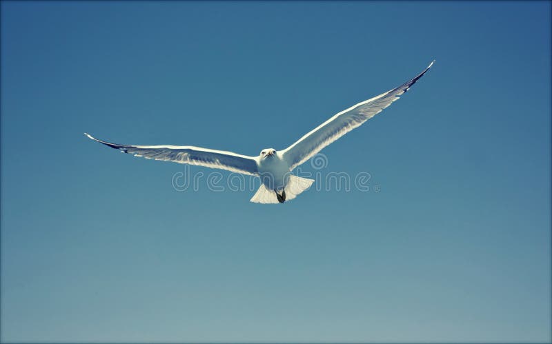 Foto der Fliegenseemöwe lizenzfreies stockfoto Foto der Fliegenseemöwe lizenzfreies stockfoto