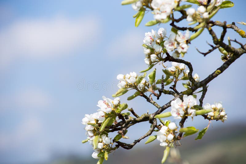Foto des Frühlingsgartens lizenzfreies stockbild Foto des Frühlingsgartens lizenzfreies stockbild