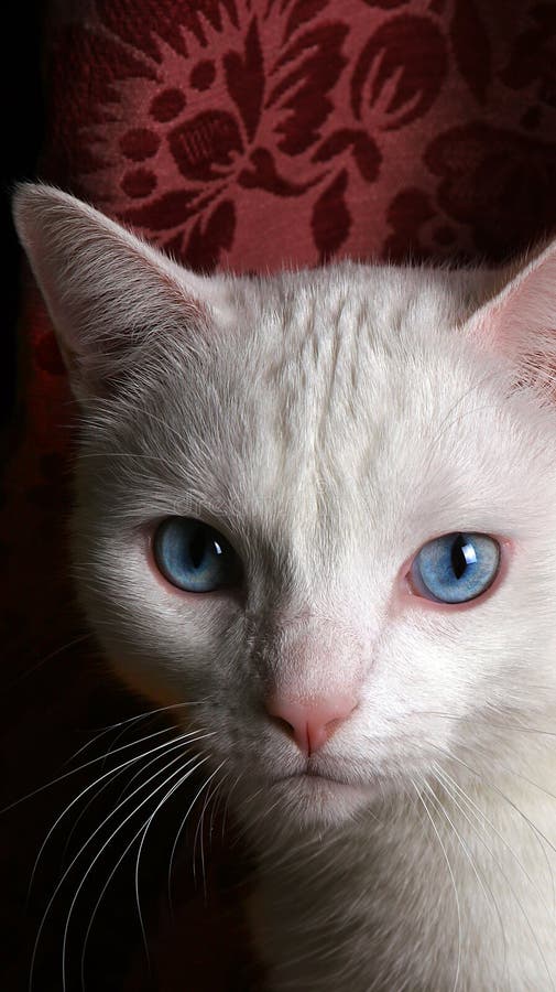 Foto Des Gesichtes Der Weißen Katze Mit Blauen Augen