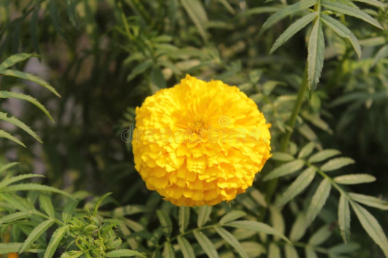 Foto di fiorino azteco marigold, fiore in giardino fotografia stock libera da diritti Foto di fiorino azteco marigold, fiore in giardino fotografia stock libera da diritti