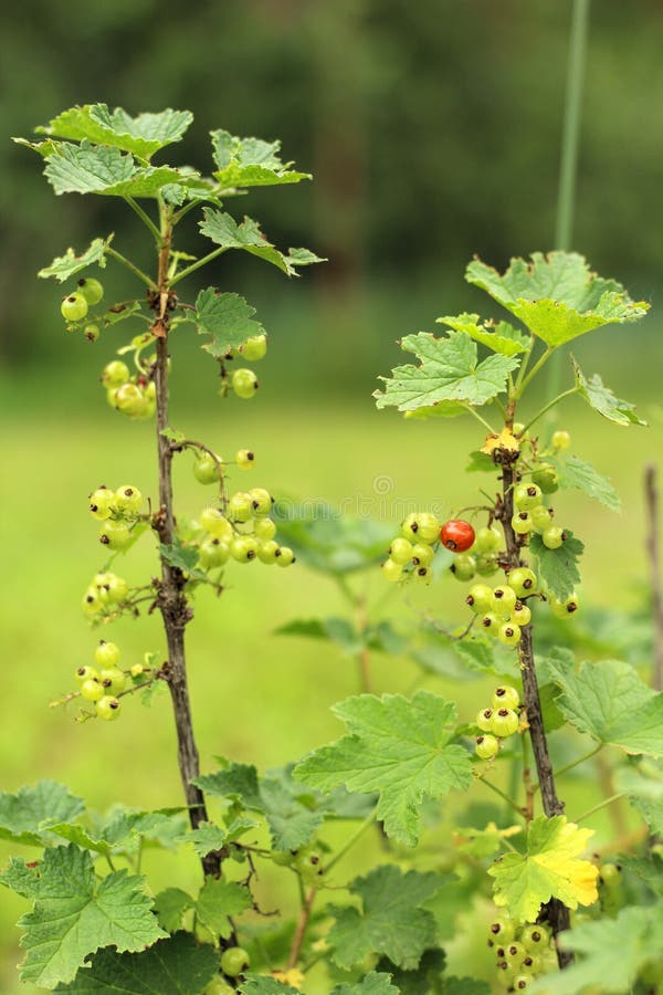 Foto di giovane cespuglio di ribes che cresce nel giardino, azienda agricola Uva passa crescente Bacche non mature verdi del ribe fotografia stock Foto di giovane cespuglio di ribes che cresce nel giardino, azienda agricola Uva passa crescente Bacche non mature verdi del ribe fotografia stock