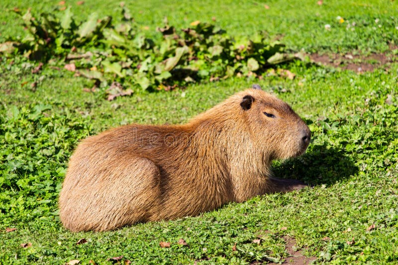 Foto di messa a fuoco selettiva di un bel punxsutawney Phil a prua verde fotografia stock libera da diritti Foto di messa a fuoco selettiva di un bel punxsutawney Phil a prua verde fotografia stock libera da diritti