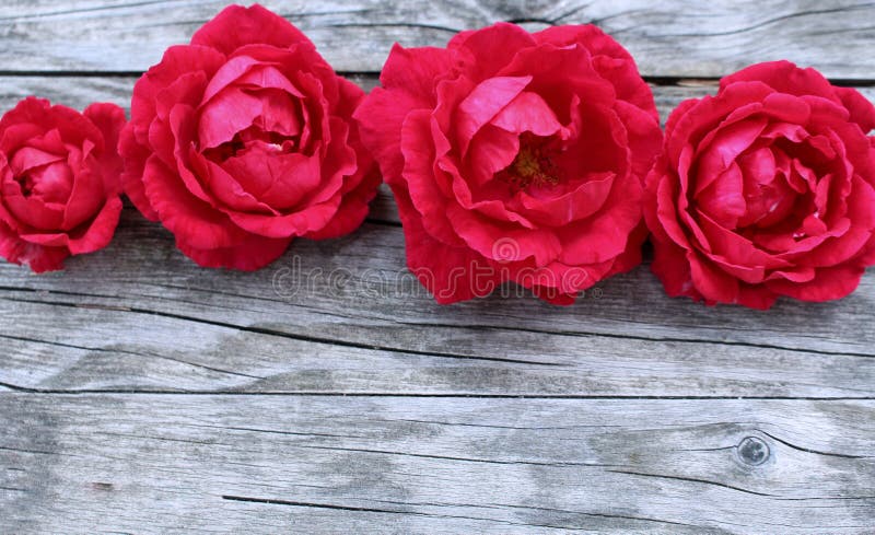 Foto di riserva disegnata Scena femminile della primavera, composizione floreale L'insegna decorativa fatta di belle rose rosse f fotografie stock Foto di riserva disegnata Scena femminile della primavera, composizione floreale L'insegna decorativa fatta di belle rose rosse f fotografie stock