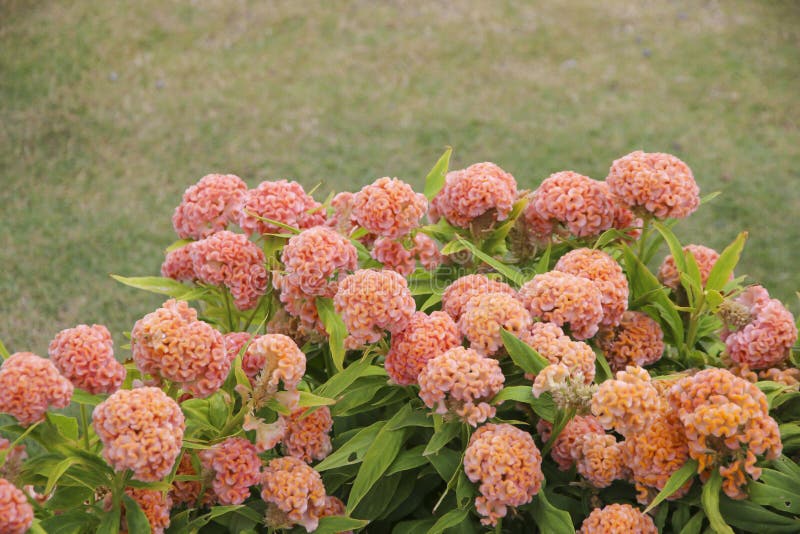Foto di riserva: Il primo piano di Celosia Cristata fiorisce, disponibile in a immagini stock libere da diritti Foto di riserva: Il primo piano di Celosia Cristata fiorisce, disponibile in a immagini stock libere da diritti