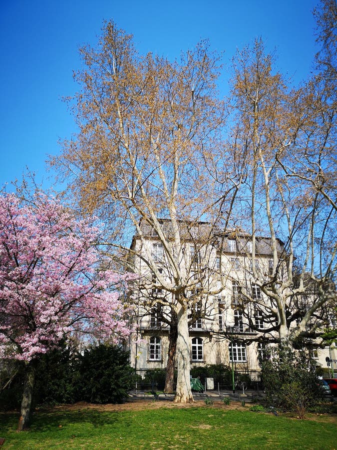 Foto di un edificio europeo dietro gli alberi fotografia stock