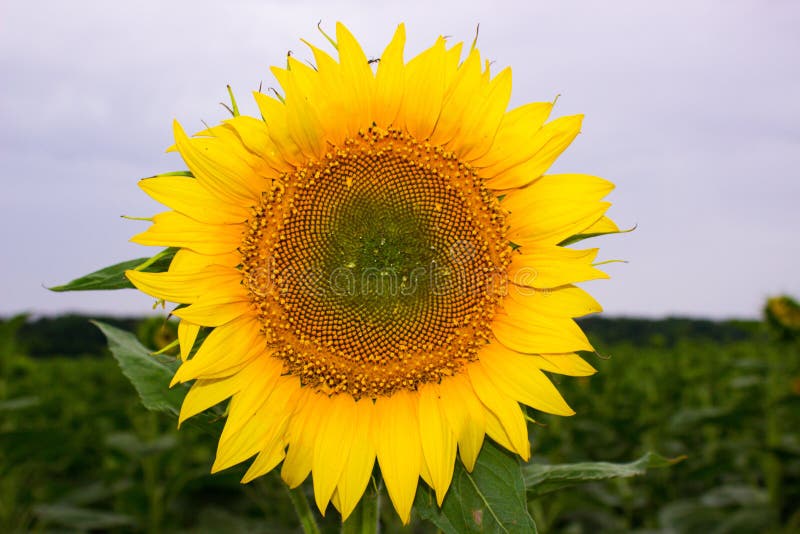 Foto di un fiore del girasole su un campo in tempo nuvoloso immagini stock Foto di un fiore del girasole su un campo in tempo nuvoloso immagini stock