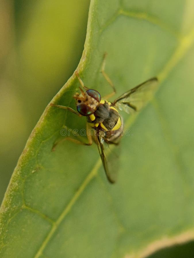 Foto di una mosca della frutta o nota con il suo nome scientifico bactrocera dorsalis su una foglia immagini stock