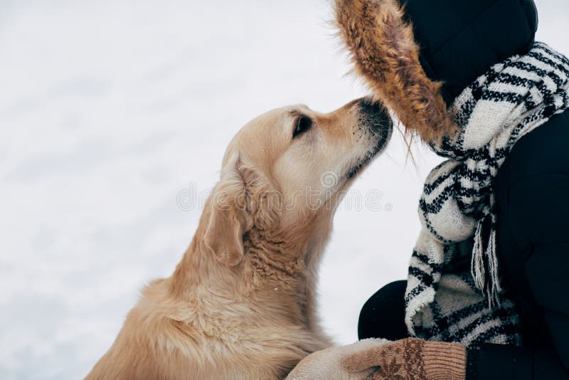 Foto die van Labrador poot geven aan vrouw in zwart jasje op de winter stock fotografie Foto die van Labrador poot geven aan vrouw in zwart jasje op de winter stock fotografie