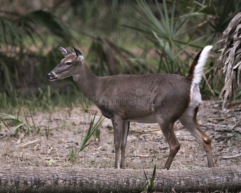 Linda Corça De Cervo De Cauda Branca No Retrato Animal Da Floresta Imagem e  Fotografia Gratuitas 211219795.