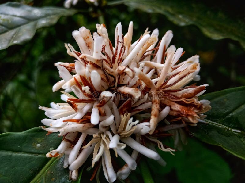 Arabica coffee is thought to have been first classified by a Swedish scientist named Carl Linnaeus in 1753. The type of coffee that has a caffeine content of 0.8-1.4% originally came from Brazil and Ethiopia. Arabica coffee is thought to have been first classified by a Swedish scientist named Carl Linnaeus in 1753. The type of coffee that has a caffeine content of 0.8-1.4% originally came from Brazil and Ethiopia.