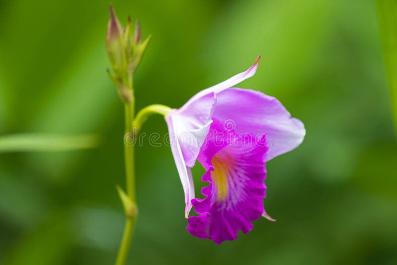 Foto do close up da flor de bambu da orquídea no rosa branco com fundo verde borrado fotografia de stock