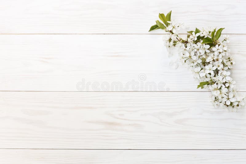 A foto do close-up de Cherry Tree de florescência branco bonito ramifica Conceito do casamento, do acoplamento ou do betrothal no fotografia de stock royalty free A foto do close-up de Cherry Tree de florescência branco bonito ramifica Conceito do casamento, do acoplamento ou do betrothal no fotografia de stock royalty free