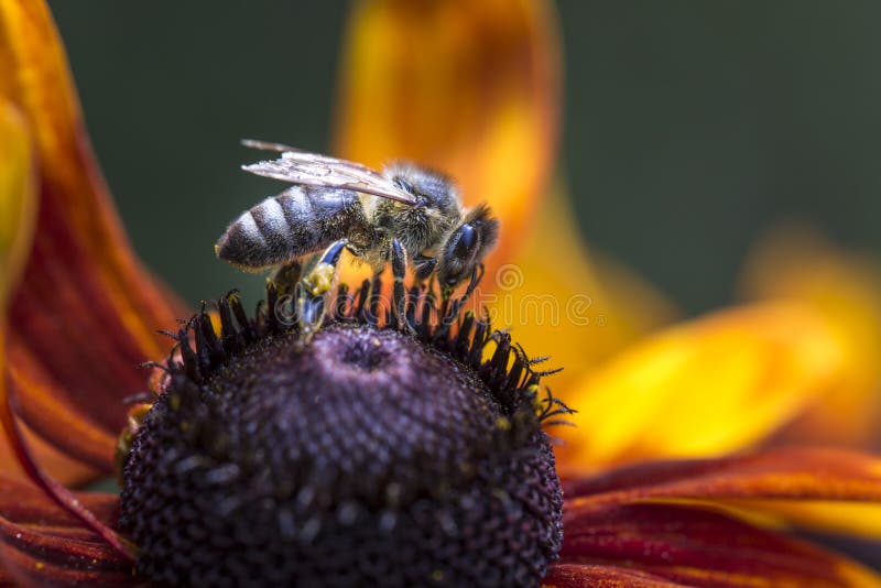 Foto do close-up de Honey Bee ocidental que recolhe o néctar e que espalha o pólen em Autumn Sun Coneflower novo (nitida do Rudbe
