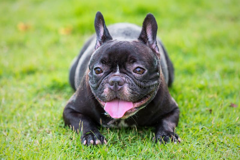 Foto do close up de um buldogue francês feliz foto de stock royalty free