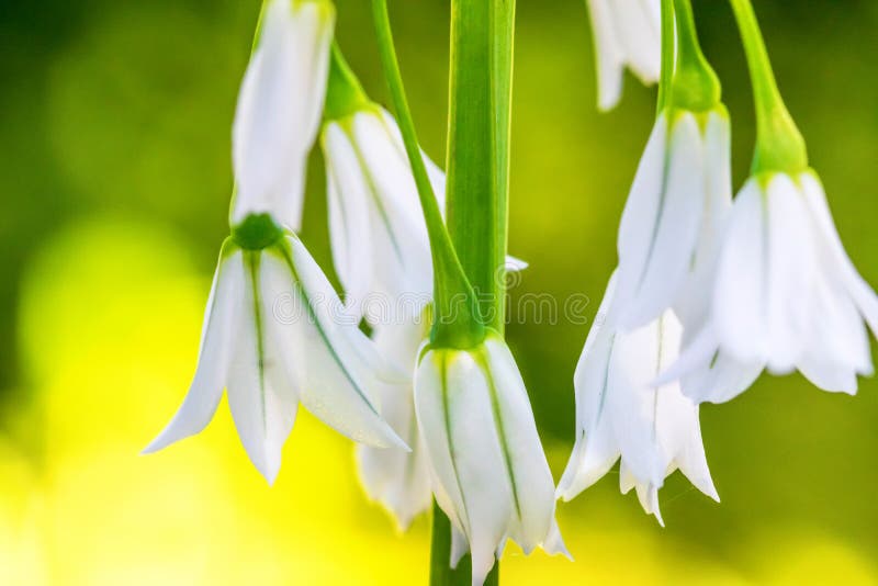 Foto do close up dos snowdrops foto de stock royalty free