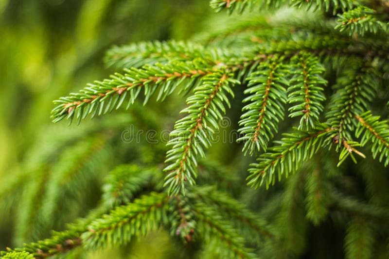 Foto do close up do pinheiro verde da agulha no lado direito da imagem Cones pequenos do pinho na extremidade dos ramos