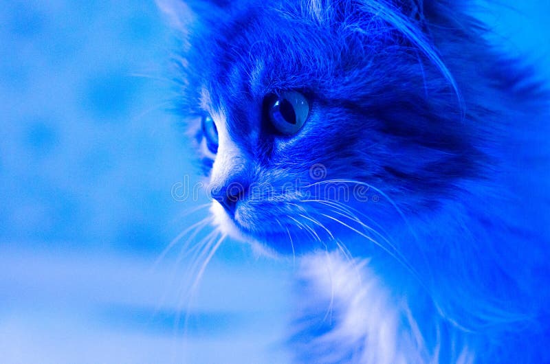 Foto einer jungen Katze in der Tendenzblauen Neonfarbe lizenzfreie stockfotos Foto einer jungen Katze in der Tendenzblauen Neonfarbe lizenzfreie stockfotos