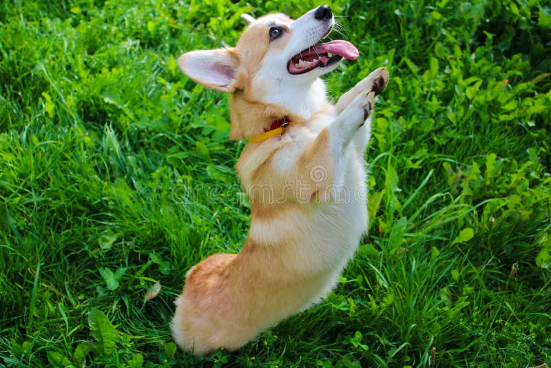 Cheerful and happy dog breed Welsh Corgi Pembroke plays in the summer on the green grass, lies, smiles and runs. Cute, beautiful and cheerful dog. Photo dog with different amorcee. Training of dogs. Cheerful and happy dog breed Welsh Corgi Pembroke plays in the summer on the green grass, lies, smiles and runs. Cute, beautiful and cheerful dog. Photo dog with different amorcee. Training of dogs
