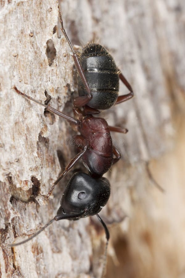 Macro photo of a Carpenter ant. This ant is a major pest on houses. Macro photo of a Carpenter ant. This ant is a major pest on houses.