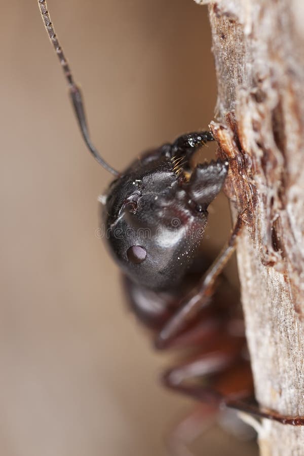 Macro photo of a Carpenter ant. This ant is a major pest on houses. Macro photo of a Carpenter ant. This ant is a major pest on houses.