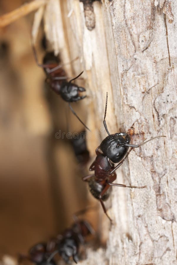 Macro photo of Carpenter ants. This ant is a major pest on houses. Macro photo of Carpenter ants. This ant is a major pest on houses.