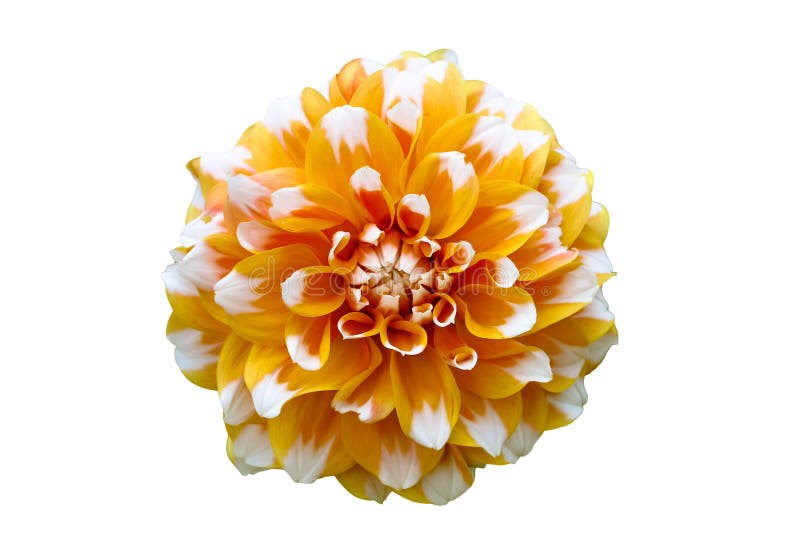 Foto gialla, arancio e bianca di macro del fiore della dalia Fiore isolato su un fondo bianco senza cuciture fotografia stock Foto gialla, arancio e bianca di macro del fiore della dalia Fiore isolato su un fondo bianco senza cuciture fotografia stock