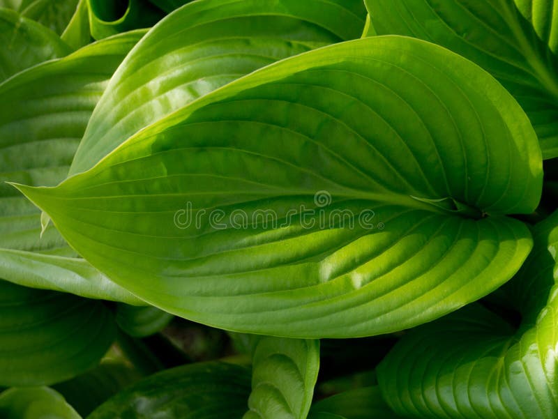 Foto hermosa de la hoja verde del Hosta Fondo natural fotos de archivo Foto hermosa de la hoja verde del Hosta Fondo natural fotos de archivo