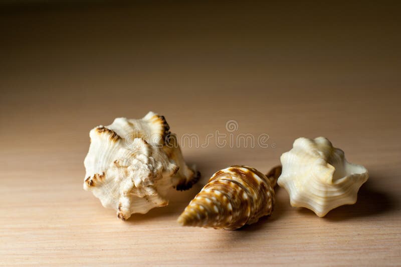 Foto macra de conchas marinas coloridas Tres marrones y cáscaras del molusco del mar blanco en una tabla gris clara Recuerdos ex? imágenes de archivo libres de regalías Foto macra de conchas marinas coloridas Tres marrones y cáscaras del molusco del mar blanco en una tabla gris clara Recuerdos ex? imágenes de archivo libres de regalías