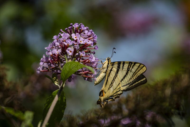 Foto macra de la mañana de la mariposa del ` del podalirius de Iphiclides del ` de la cola del trago en el arbusto floreciente de foto de archivo libre de regalías Foto macra de la mañana de la mariposa del ` del podalirius de Iphiclides del ` de la cola del trago en el arbusto floreciente de foto de archivo libre de regalías