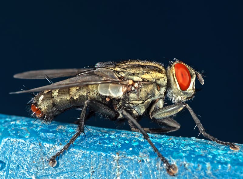 Macro Photography of House Fly on Background. Macro Photography of House Fly on Background