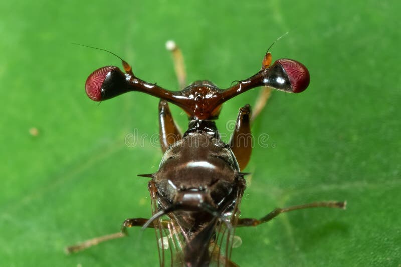 Foto macra de la mosca Tallo-observada en la hoja verde imagen de archivo libre de regalías Foto macra de la mosca Tallo-observada en la hoja verde imagen de archivo libre de regalías