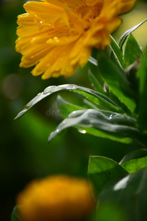 Foto macra de los descensos del agua en las hojas verdes de las flores del Calendula de Maria Rutkovska imágenes de archivo libres de regalías Foto macra de los descensos del agua en las hojas verdes de las flores del Calendula de Maria Rutkovska imágenes de archivo libres de regalías