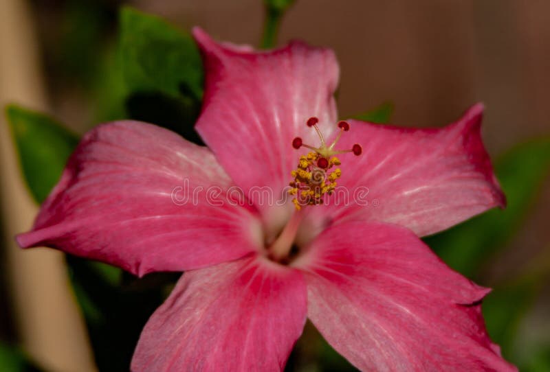 Foto macra de un hibisco chino rojo foto de archivo Foto macra de un hibisco chino rojo foto de archivo