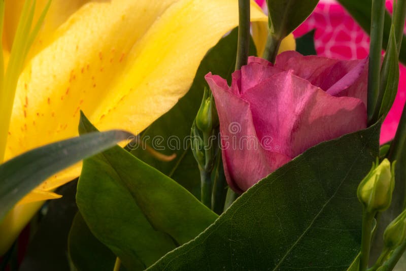 Foto macro da tulipa e do lírio cor-de-rosa imagens de stock Foto macro da tulipa e do lírio cor-de-rosa imagens de stock