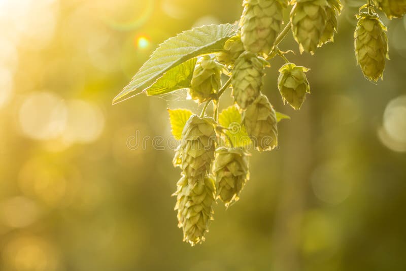 Macro photo of green hops. Shallow depth of field. Macro photo of green hops. Shallow depth of field.