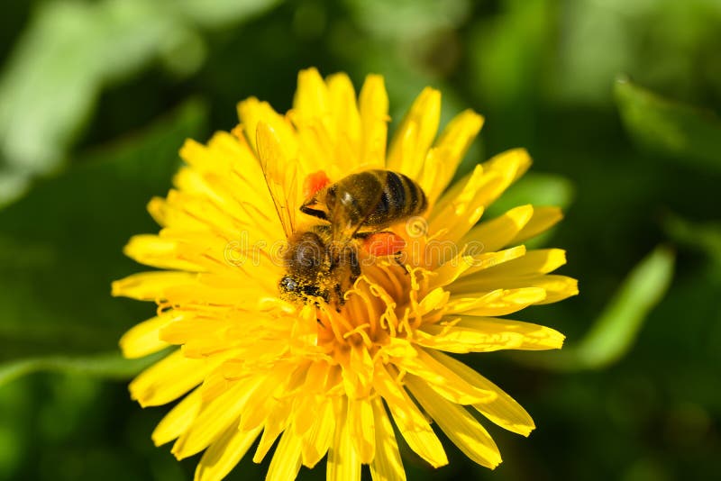 A foto macro de uma abelha recolhe o néctar de uma flor amarela fotos de stock A foto macro de uma abelha recolhe o néctar de uma flor amarela fotos de stock
