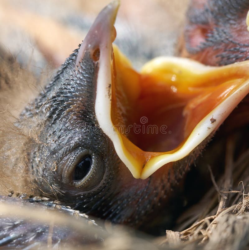 Foto macro de uma cabeça do pintainho do tordo recém-nascido com fome com boca aberta fotografia de stock Foto macro de uma cabeça do pintainho do tordo recém-nascido com fome com boca aberta fotografia de stock