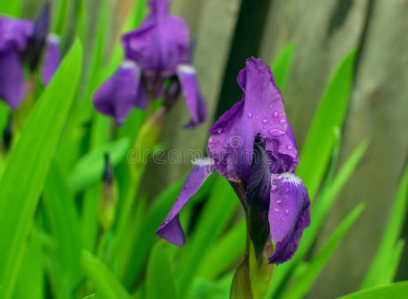 Fiori viola e blu fotografia stock. Immagine di petali ...
