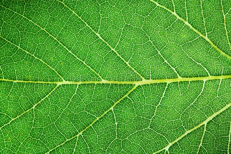 Foto macro extrema do close up da estrutura de superfície áspera detalhada fresca verde da folha com nervura central, veias da fo imagem de stock royalty free