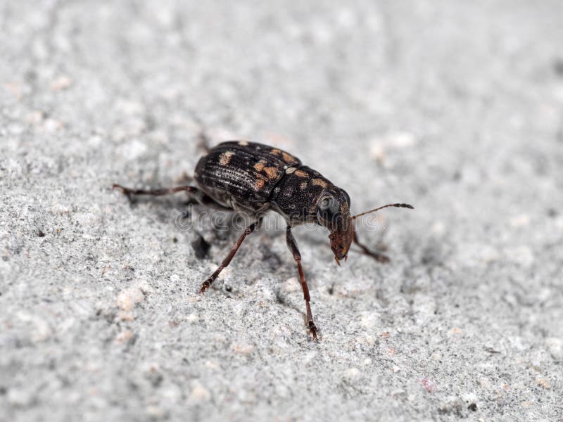 Foto macro Weevil Beetle o Snout Beetle sul pavimento immagine stock libera da diritti Foto macro Weevil Beetle o Snout Beetle sul pavimento immagine stock libera da diritti