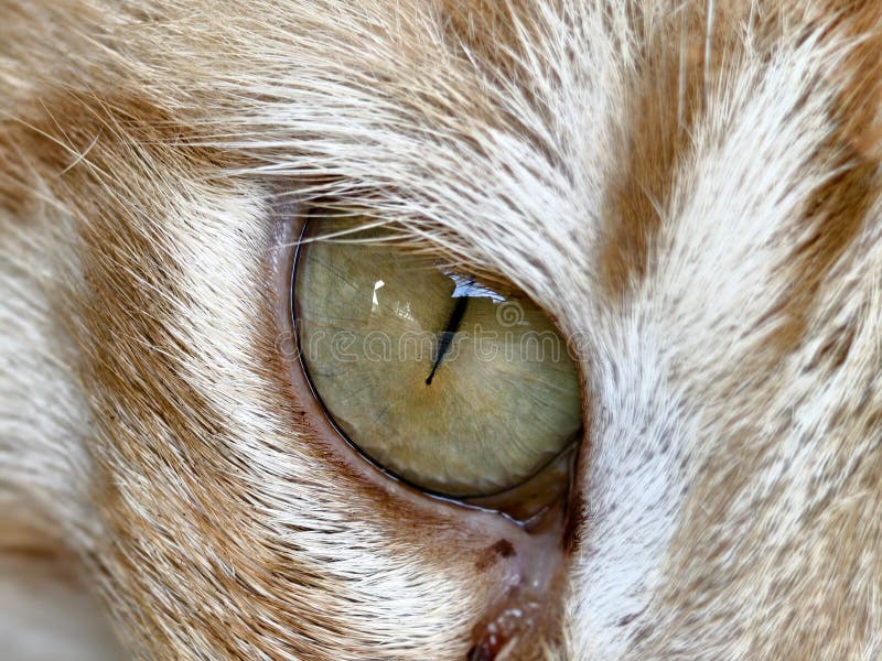 Foto mais próxima de uma mesa laranja de gatos olhos imagem de stock