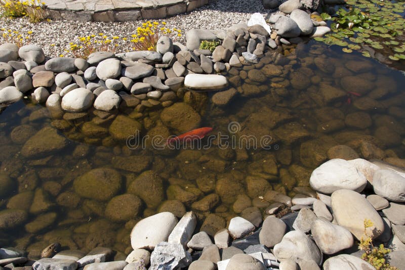 Foto organica naturale di belle variazioni di colore di carpio del Cyprinus di nuoto di Koi Carp Fish Japanese immagine stock Foto organica naturale di belle variazioni di colore di carpio del Cyprinus di nuoto di Koi Carp Fish Japanese immagine stock
