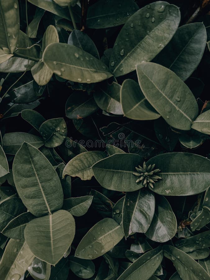 Foto from a Plant Dont Have Flower yet Stock Photo Image of soil