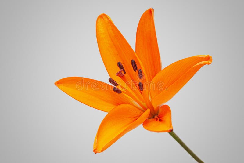 Foto ravvicinata dettagliata di un fiore di filato arancione in fiore fotografia stock libera da diritti