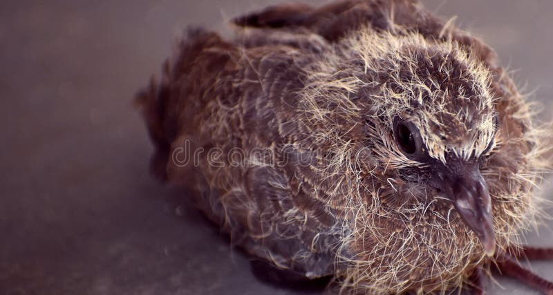 Foto ravvicinata di un uccellino appeso immagine stock