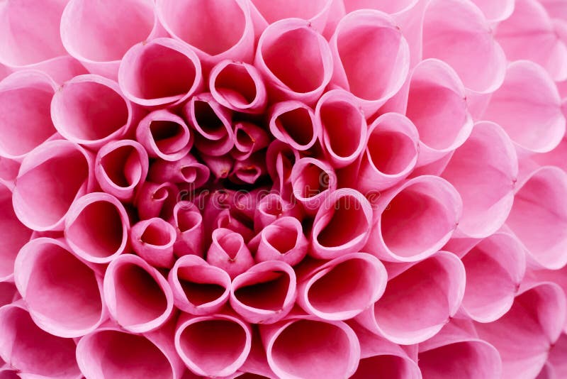 Foto rosa-chiaro e bianca di macro del fiore della dalia Immagine a colori che sottolinea i colori rosa-chiaro fotografie stock Foto rosa-chiaro e bianca di macro del fiore della dalia Immagine a colori che sottolinea i colori rosa-chiaro fotografie stock