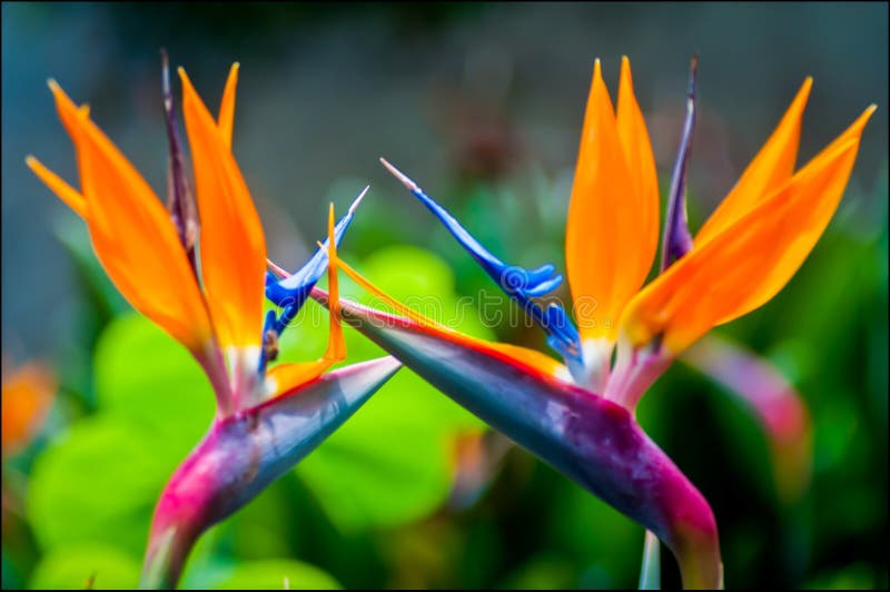 Foto seletiva de bela ave das flores do paraíso com fundo desfocado